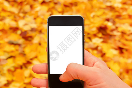 空白的 落叶秋天手机样机手拿着智能手机自然秋天背景树叶掉落销售手机样机智能手机空白屏幕手手机自然秋天背景手机手背景图片