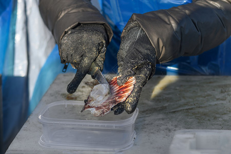 塑料手套自然的海洋的高清图片