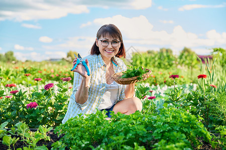 菜园中年期妇女 种植食草类作物香料园艺蔬菜花园女性中年园丁剪刀植物茄子背景图片