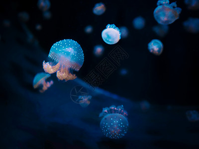 美丽的五颜六色的水母在黑色背景的水族馆中游泳的宏观特写镜头 平滑稳定的跟踪相机镜头 水下野生动物的自然美景异国热带触手科学海洋盐背景图片