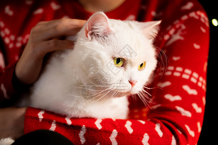 女人用爱的手抚摸她的毛绒白猫 在圣诞绿树附近 有可爱宠物的女人 新年动物概念女孩装饰品小猫乐趣帽子礼物猫咪游戏晶须哺乳动物背景图片