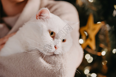 抱猫圣诞节灰色背景眼睛高清图片