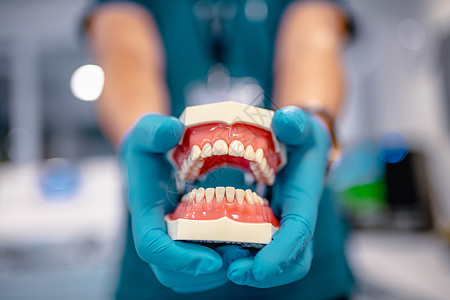 医生侧颜牙科培训的人类下巴 牙科模型的特写镜头 医生手中的白色塑料牙齿戴着医用蓝色手套 选择性焦点背景