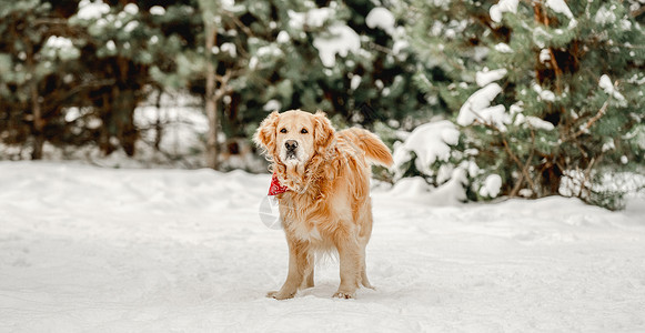 冬天的金色猎犬宠物朋友公园雪花犬类乐趣游戏天气森林木头图片