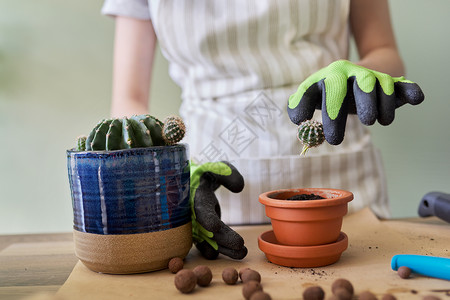 侧手翻妇女手握手套 在锅里种植年轻的仙人掌植物环境女士栽培装饰移植园艺花园手工家庭女性背景