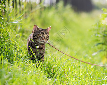 灰色虎斑猫有条纹的夏天高清图片