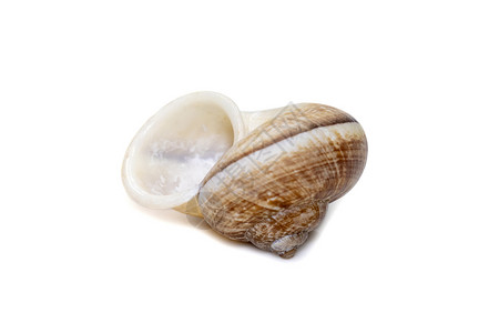 白底孤立的环球蜗牛图像 海底动物 海壳鳃盖舌骨野生动物拥抱标本森林蜗牛荒野热带粘液背景图片