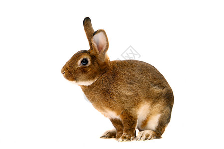 全长或白对白的卡斯特雷克斯兔子毛皮头发脚轮套件动物外套脊椎动物工作室羊毛宠物背景