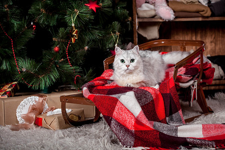 灰色格子地毯灰色漂亮的猫 节日 圣诞节 新年格子乡村雪橇派对金子房间戏服宠物胡须书柜背景