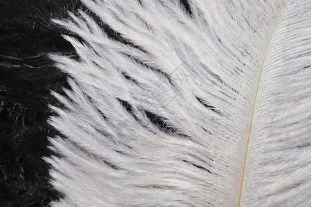 抽象羽毛a 白色羽毛及其在玻璃上模糊涂料背景上的印记柔软度乡村密度野生动物翅膀墙纸黑色扇子空气动物背景