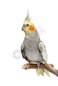 4岁 鸡蛋白鹦鹉杯状新生翅膀雏鸟生物学配种孵化鸟类宏观生活图片