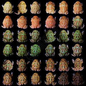 克兰韦利查川角青蛙被隔离在黑色上濒危情调动物动物学异国多样性橙子柠檬拼贴画大嘴背景