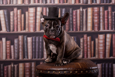 绅士狗图书馆里戴颈领首帽的法国公牛小狗动物犬类食肉书人情绪宠物帽子工作室头发斑点背景