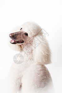 喃喃自语白色的皇家白狗 白色的脊椎动物贵宾毛皮动物发型犬类宠物警报冒充朋友背景