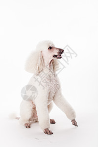 喃喃自语白色的皇家白狗 白色的脊椎动物宠物哺乳动物毛皮冒充动物国王警报贵宾发型背景