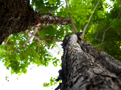 树叶背景上大树的纹理表面环境叶子植物公园棕色皮肤木头森林绿色图片