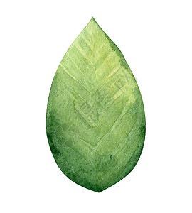 绿色植物手绘背景白纸上孤立的绿叶艺术绿色植物手绘厨房植物群香料水果植物情调环境背景