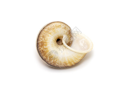 白底孤立的环球蜗牛图像 海底动物 海壳土地拥抱舌骨粘液鳃盖标本活板热带植物蜗牛背景图片