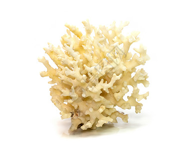白色背景上的死白珊瑚立方体图像 海底动物野生动物扇子息肉植物插图生活宏观珠宝潜水荒野背景图片