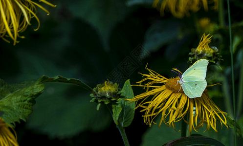 黄蝴蝶  从一朵大的黄色木香花中采集花蜜橙子宏观黄花昆虫硫磺草本场地绿色底面翅膀背景图片