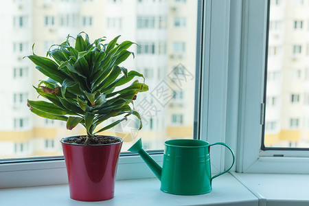 在窗台上加装有绿屋种植 装饰性 Aloe 和水罐的茶壶窗帘房间房子窗户图书生长植物芦荟风格园艺背景图片