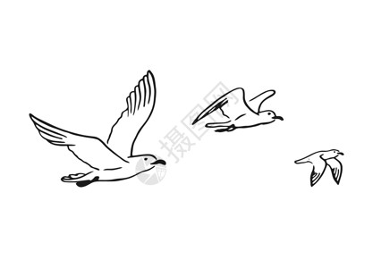 黑色线性一组飞行海鸥 手画图解转换成矢量海洋艺术雕刻自由野生动物标签插图航班草图荒野背景