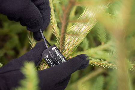 针树近距离拍摄一棵绿色圣诞树和一个身戴黑色手套的人的手 在树树干上固定许可证芯片背景