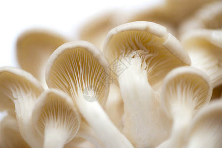 新鲜白牡蛎蘑菇背景图片