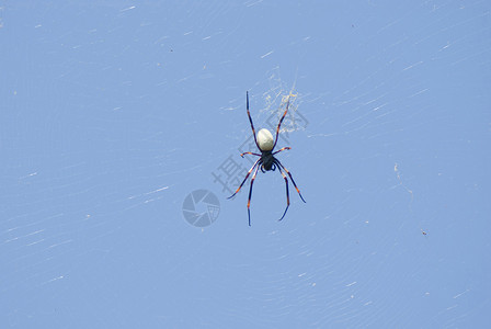 网络上的蜘蛛昆虫獠牙毒液捕食者丝绸猎人图片