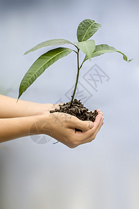 阿夫托特写一个农民手里拿着绿色植物的手 的概念和森林保护生长食物园艺园丁植物生态叶子季节发芽货车背景