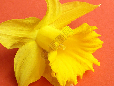 黄色新泉水仙子的紧密细节背景图片