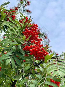 棕树红莓图片
