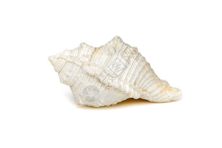 白灼海螺白色背景的白海螺贝壳图像 海底动物 海壳贝类生活蛤蜊螺旋蜗牛海岸海滩海洋结节热带背景