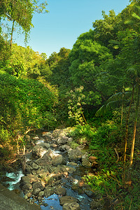 黑鱼河热带雨林丛林中的小瀑布和河流 热带雨林的树木 河流和小瀑布  美国夏威夷全景农场孤独岩石溪流叶子热带池塘天空坚果背景