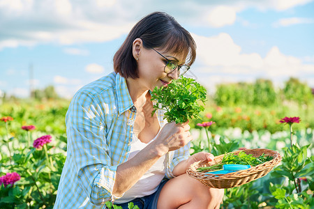 菜园中年期妇女 种植食草类作物植物绿色植物蔬菜微笑农业茄子芳香生态女性修枝背景图片