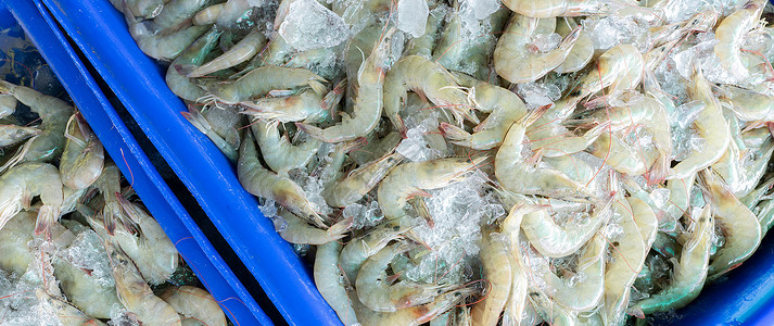 蓝色海鲜艺术字碎冰上的新鲜白虾在市场上出售 在海鲜餐厅烹饪的生虾 海鲜行业 贝类动物 虾市场 未煮熟的大虾 冷冻食品厂的虾加工甲壳厨房蓝色海洋背景