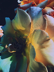日落时花朵盛开的玫瑰花 花花美景背景艺术玫瑰植物学植物群婚礼花束风格花瓣乡村园艺背景图片