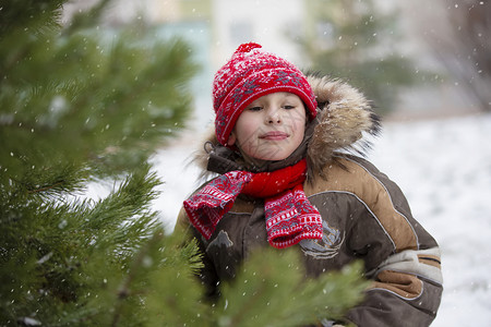 在雪覆盖的圣诞树中 有趣的小男孩 冬天的孩子快乐闲暇雪花幸福童年帽子活动降雪森林毛领背景图片