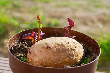 土豆发芽植物健康高清图片