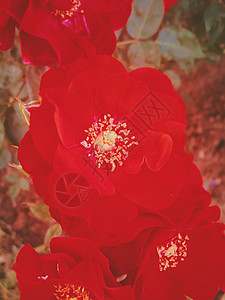 红开花花园日落时玫瑰花朵 花花的美丽背景礼物植物群婚礼艺术花园植物奢华碎花假期花束背景图片