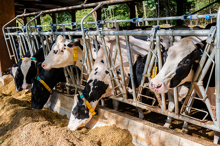 奶牛养牛场在奶牛棚里吃干草图片
