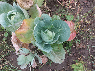 在花园里种植的绿色菜菜菜沙拉收成植物蔬菜营养多叶叶子饮食膳食食物图片