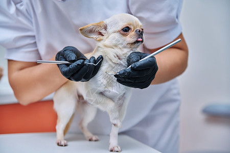 联齿类兽医诊所的牙医正在检查小吉娃娃狗 宠物 药物 护理 动物概念女士工具女性程序牙科药品医生牙齿保健医院背景