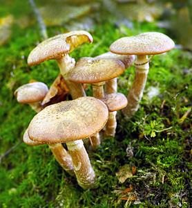 秋天森林的软糖地缝合上 长出一幅摄影蘑菇背景图片