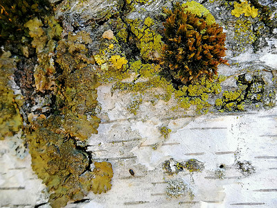 苔藓表面生长树皮有金苔的巨型纹理 特写相片苔藓创造力桦木皮肤风化植物学墙纸生态生物学森林背景