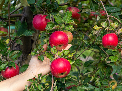 女人的手从树上摘红苹果高清图片