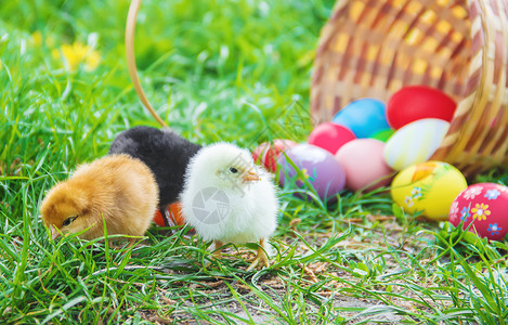 先有鸡还是先有蛋绿色草地的小鸡 复活节 有选择的焦点动物花园农业家禽婴儿食物生物生活农场公鸡背景