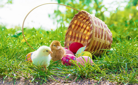 先有鸡还是先有蛋绿色草地的小鸡 复活节 有选择的焦点新生动物农业生物宠物食物家禽公鸡婴儿农场背景
