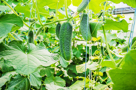 有用的植物自制黄瓜种植和收获 有选择性的焦点青菜食物篮子小屋盘子农场温室采摘栽培场地背景