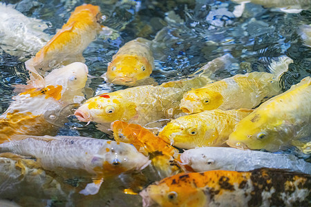 科伊纳在模糊的水面上缝合 水中多彩多彩的科伊鲤鱼气泡游泳橙子反射锦鲤团体水族馆宠物野生动物废话背景